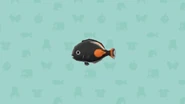 Pocket Camp