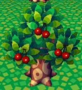 A Cherry Tree