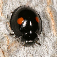 Ladybug-0.jpg