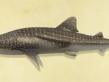 Whale shark