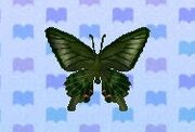 peacock butterfly animal crossing