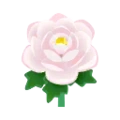 Pivoine blanche