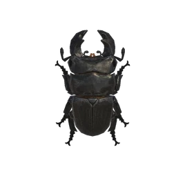 NH-Insecte-Lucane cerf-volant