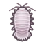 NH-Icon-giantisopod