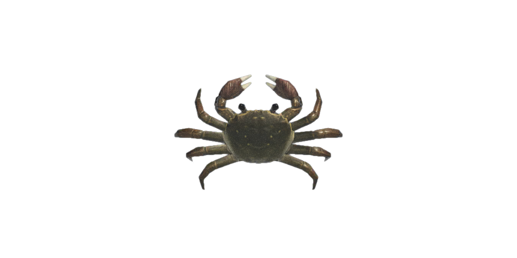 Crabe Chinois Animal Crossing Wiki Fandom Crabe Chinois Animal Crossing Wiki Fandom