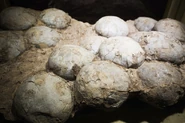 Oeufs de dino IRL.jpg (182 kio) Des œufs de dinosaure retrouvés en Chine