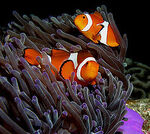 ClownfishWithSeaAnemone