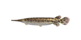 NH-Poisson-Gar