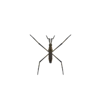 Pondskater Animal Crossing Wiki Fandom