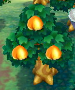 A tree of Perfect Peaches.