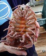 A giant isopod in real life.