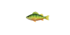 Yellow perch NH