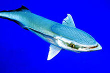 Remora