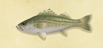 Sea bass, Animal Crossing Wiki