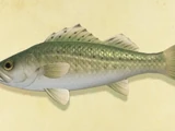 Sea bass