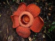 Rafflesia 01