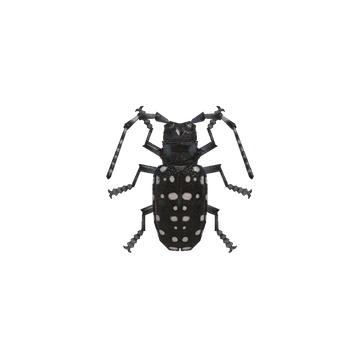 Citrus longhorned beetle new arrivals