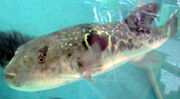 Fugu in Tank.jpg