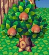 A Peach Tree