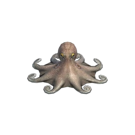 Octopus NH