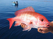 LOOK its a Red Snapper OMG NOWAI