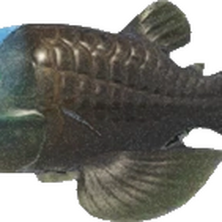 Category June fish Animal Crossing Wiki Fandom