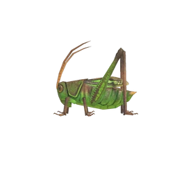 NH-Insecte-Sauterelle