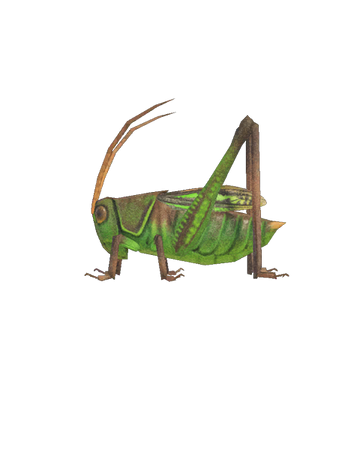 Sauterelle Animal Crossing Wiki Fandom