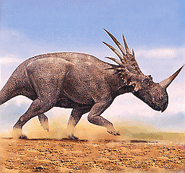 Reconstitution d'un styracosaure
