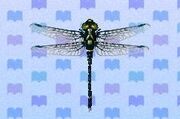 Petaltail dragonfly encyclopedia (New Leaf)