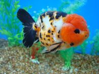 Ranchu.jpg