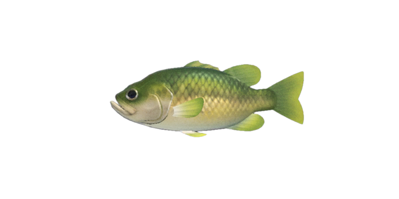 Black bass, Animal Crossing Wiki