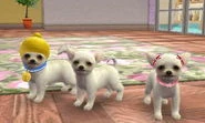 Trois chihuahuas dans Nintendogs