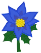 Poinsettia bleu