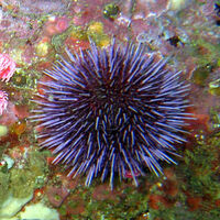 Real Sea Urchin