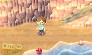 Shells on the beach in New Leaf