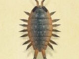 Wharf roach