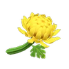 Chrysanthème jaune-NH.png (12 kio) Base jaune