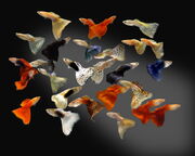 Guppy-strains.jpg