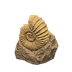 NH-Furniture-ammonite.png