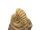 Ammonite