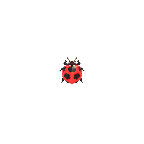 Spotted ladybug | Animal Crossing Wiki | Fandom