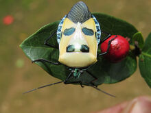 Man-faced stink bug.jpg
