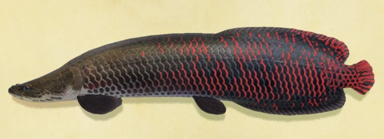 Arapaima Animal Crossing Wiki Fandom