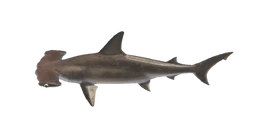 NH-Poisson-Requin marteau