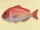 Red snapper