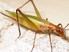 Pinetreecricket