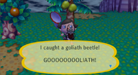 Goliath beetle caught in City Folk.