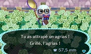 Un joueur ayant attrapé un agrias dans New Leaf