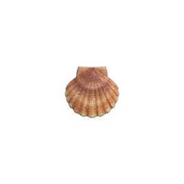 NH-Créature marine-Pétoncle